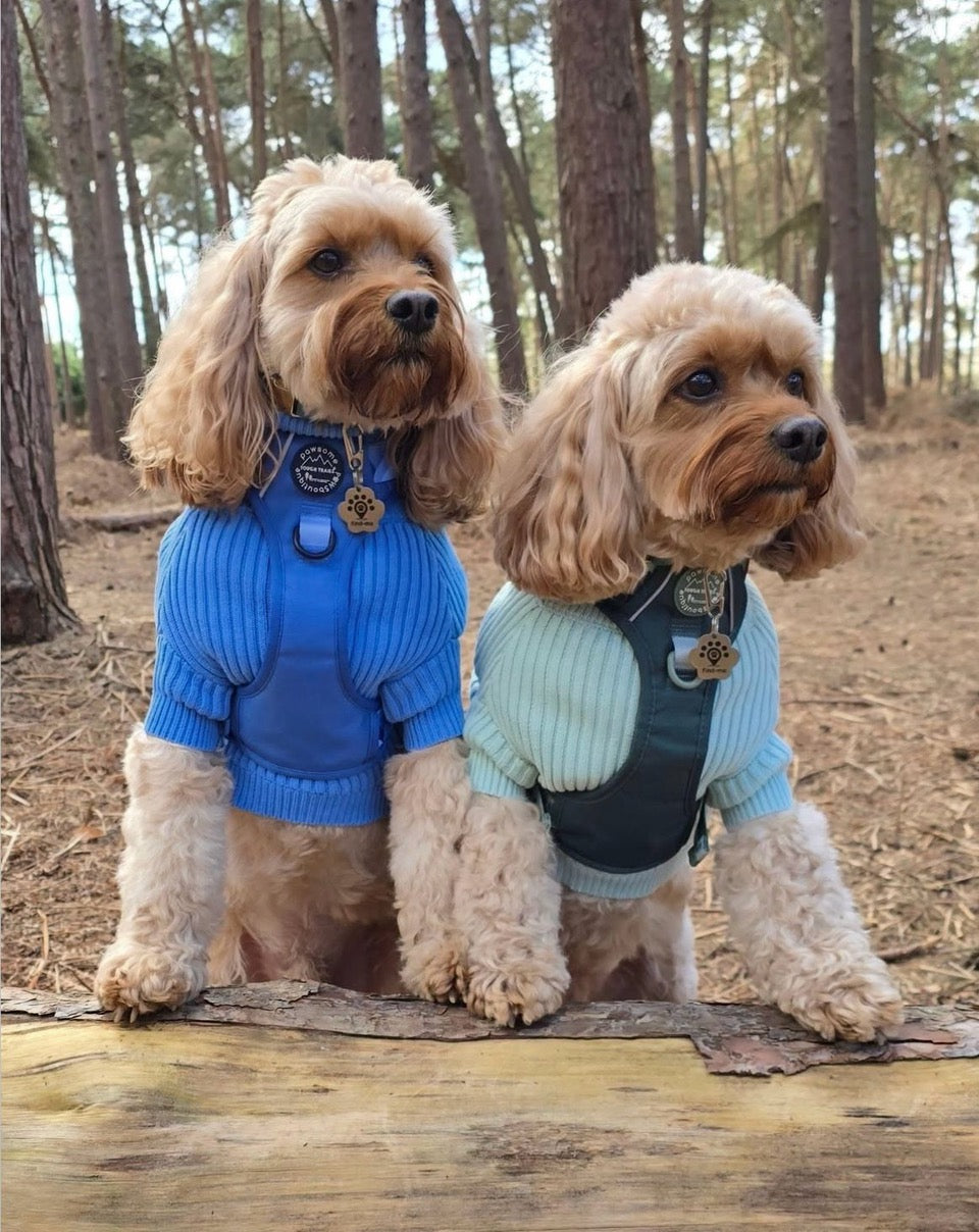 “Two stylish dogs wearing ribbed jumpers and harnesses, each with a Find Me pet ID tag attached to their collar. One dog wears blue, the other wears mint green, both sitting side by side looking alert.”